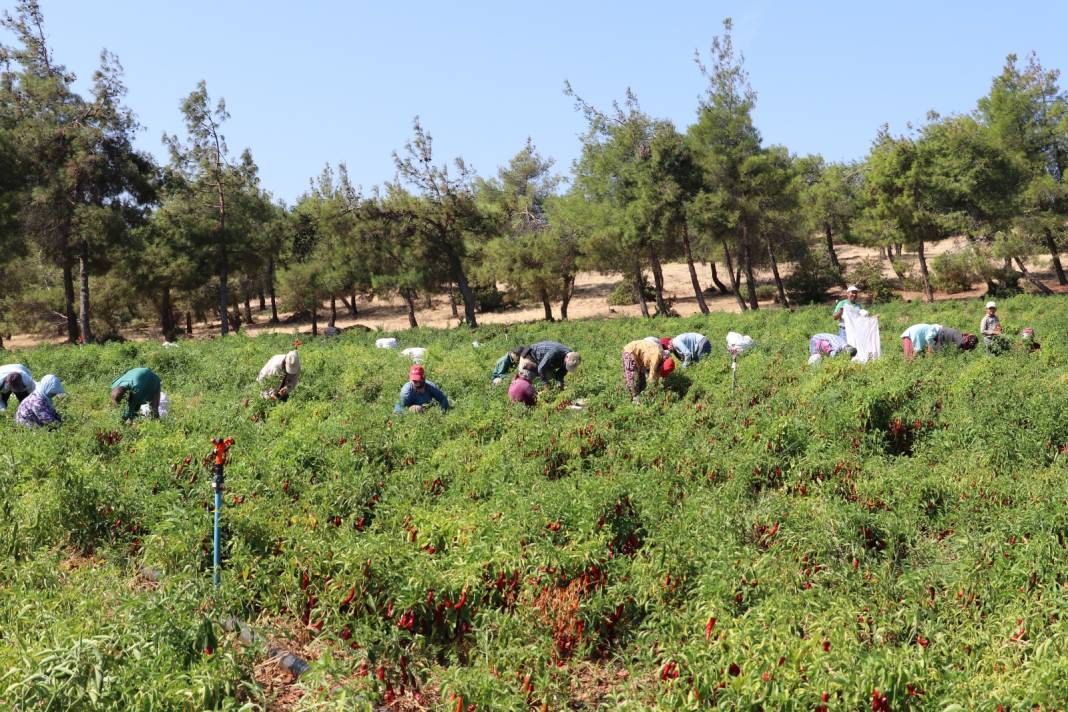 Kilis'te hasadın yarısı fabrikaya yarısı güneş altına yollanıyor 5